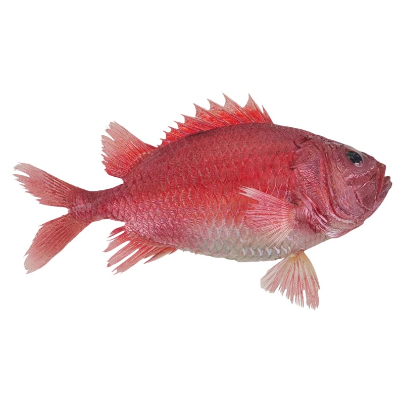 日本骨鱗魚標(biāo)本